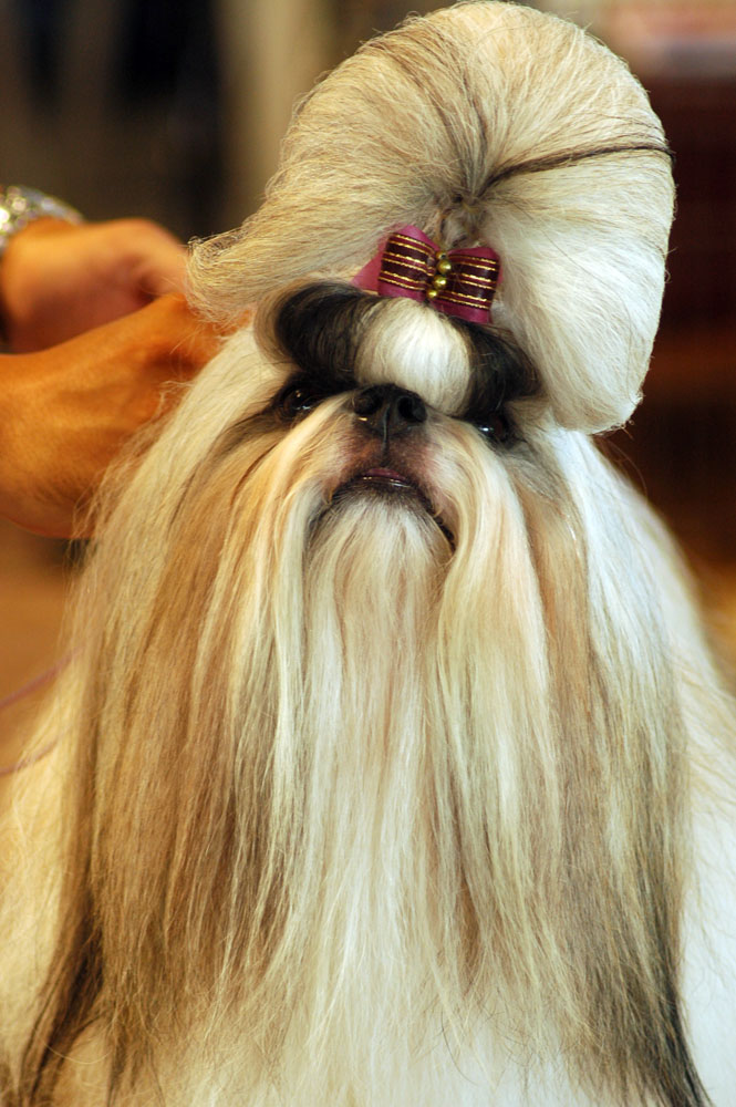 shih tzu spots breed spotight shih tzu spots kennel shih tzu spots breed spotight shih tzu spots kennel