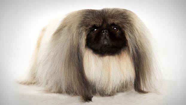 shih tzu spots breed spotight shih tzu spots kennel shih tzu spots breed spotight shih tzu spots kennel